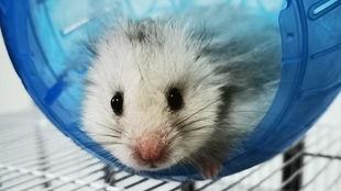 托尔吃瓜官网,揭秘娱乐圈幕后故事，带你领略明星真实生活