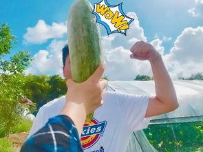 奥克兰网红吃瓜视频