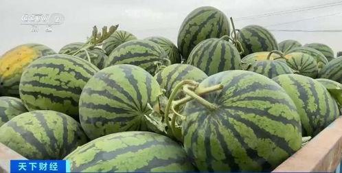 12个网红瓜随便吃,12个热门话题一网打尽