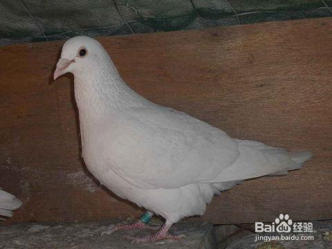 网红吃瓜鸽子视频大全,趣味视频大盘点