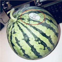 宝坻吃瓜网红,揭秘津门美食背后的故事